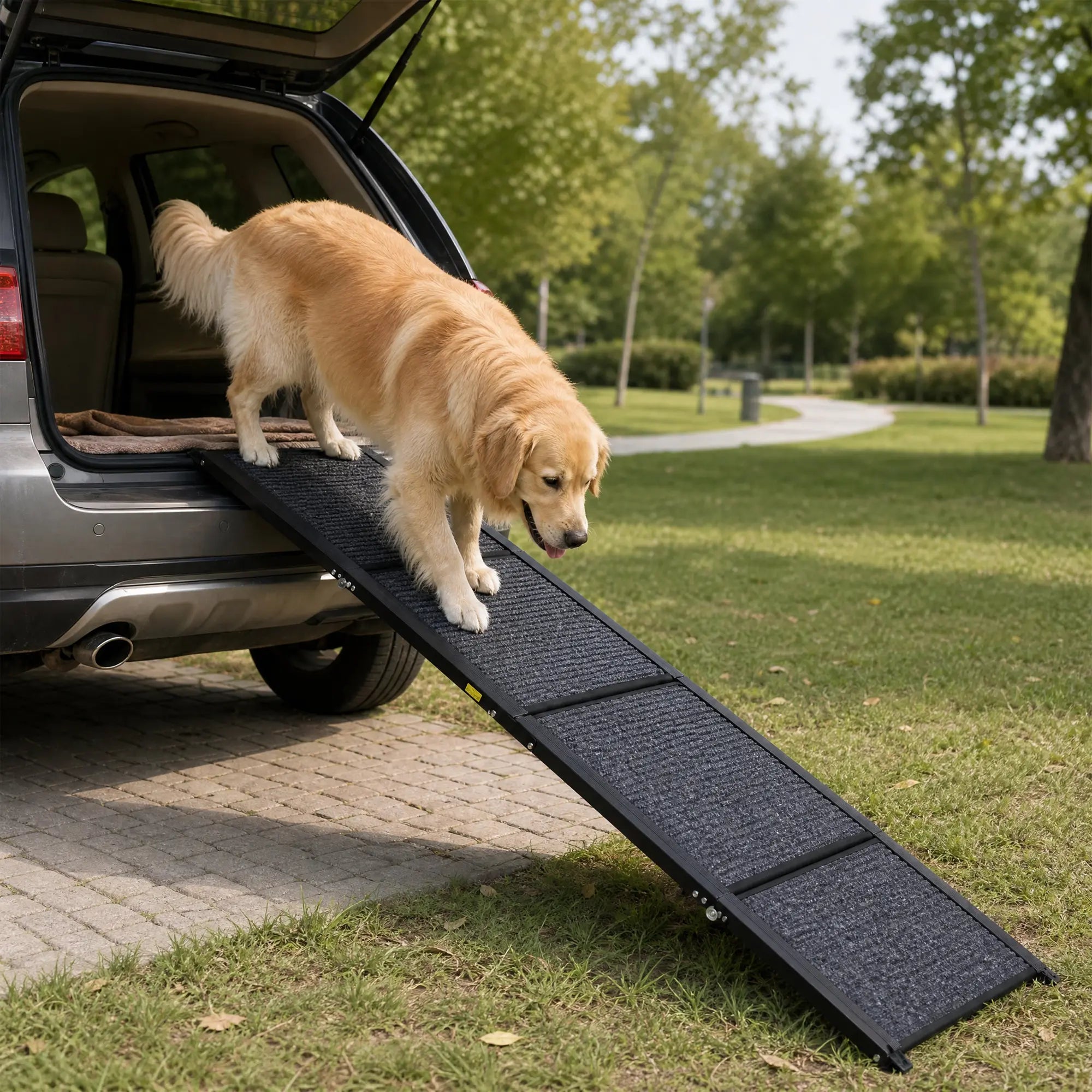 Large dog using black folding ramp with an SUV