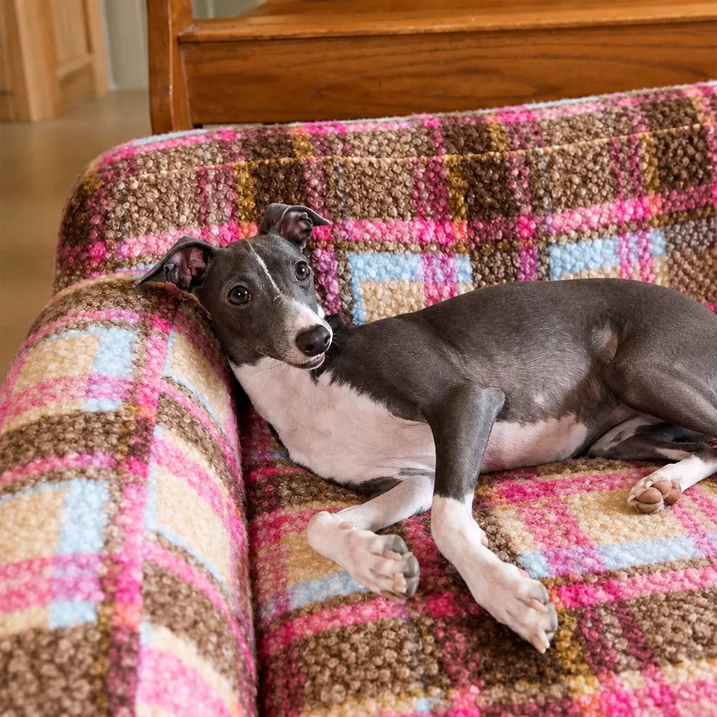 Dog resting on pink plaid cushion