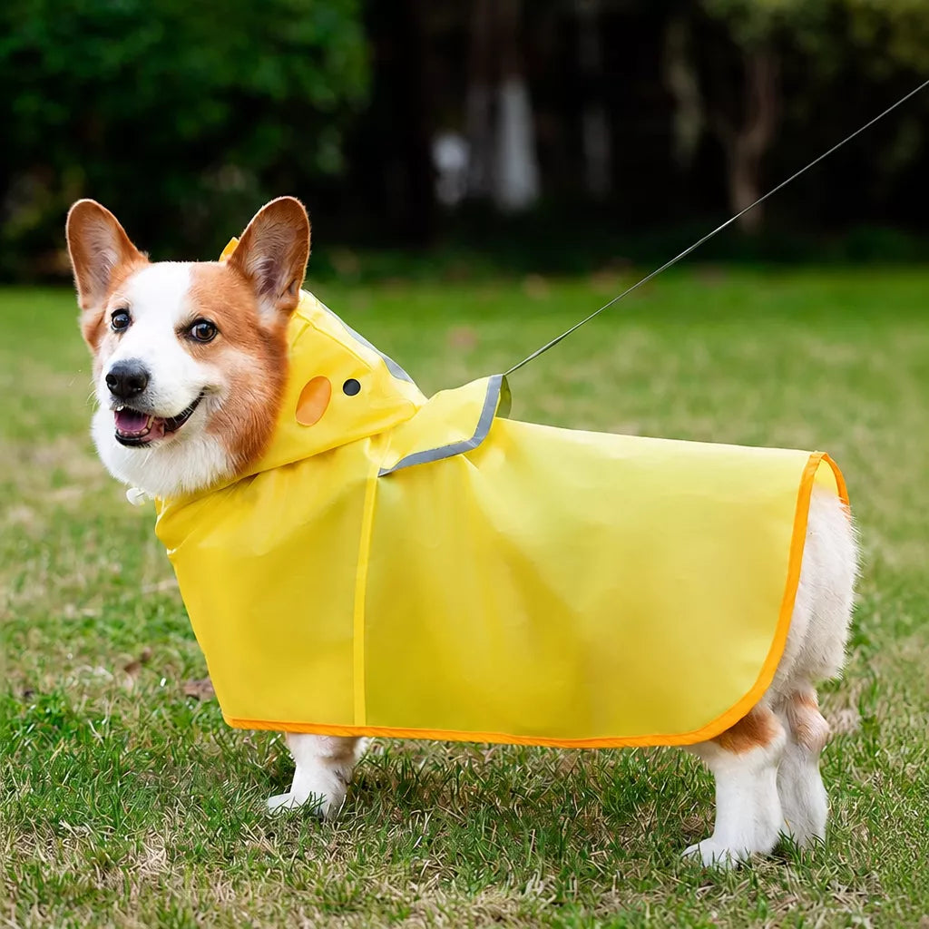 Dog wearing the yellow hooded rain poncho outdoors
