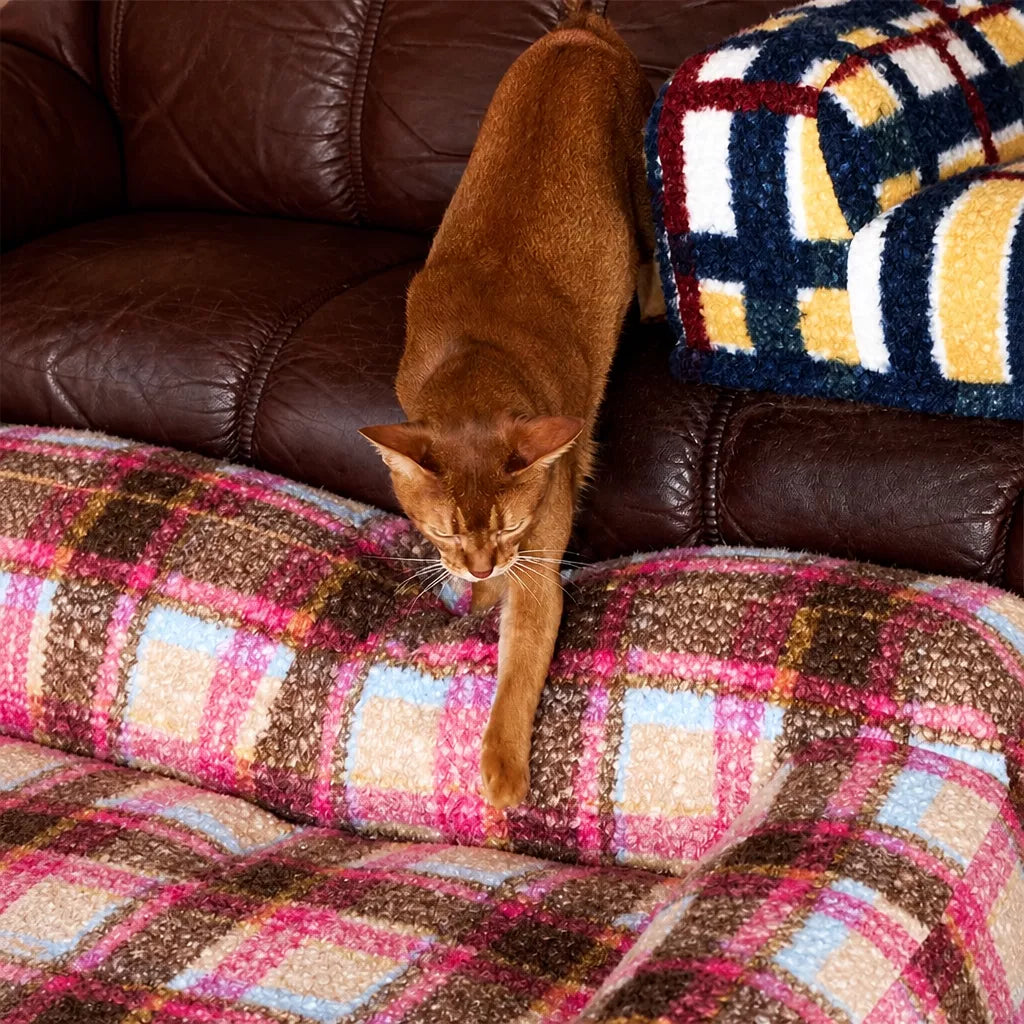 Cat on pink plaid pet sofa