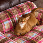Cat resting in pink plaid bed