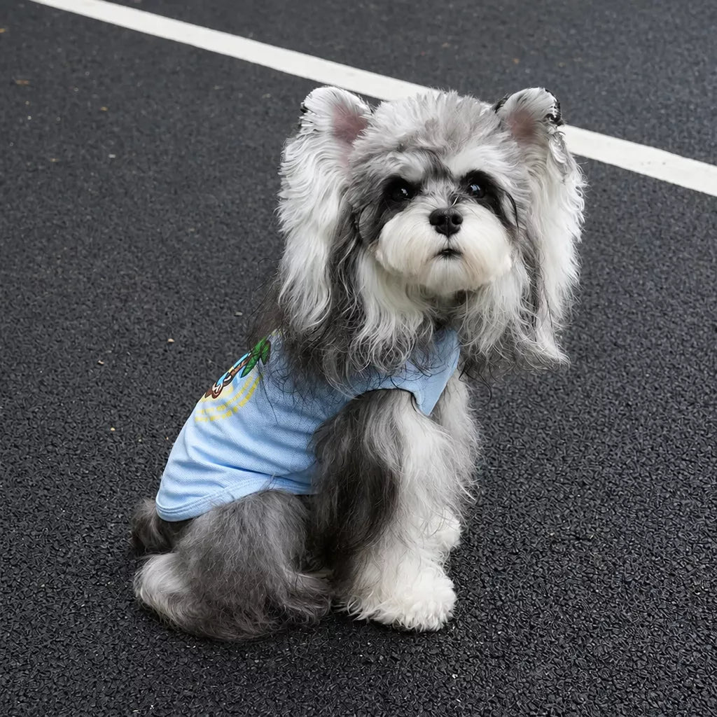 Blue summer dog tank worn by a small dog