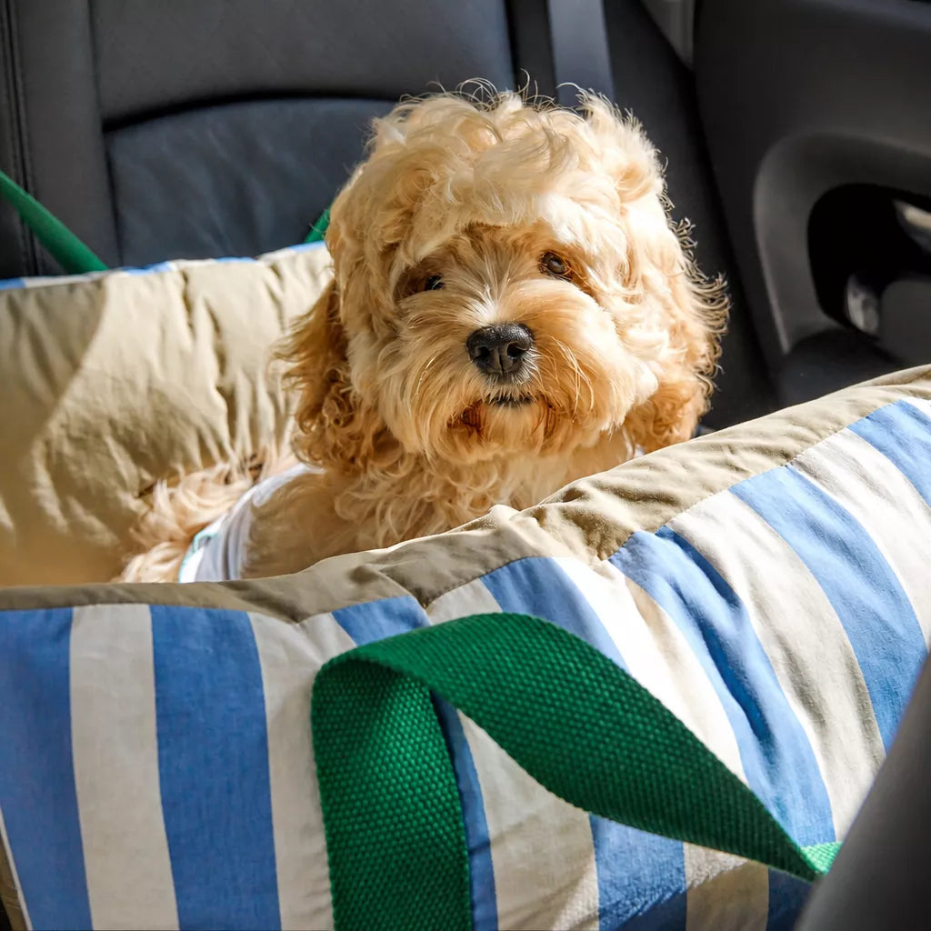 Dog sitting inside blue-and-white striped car bed