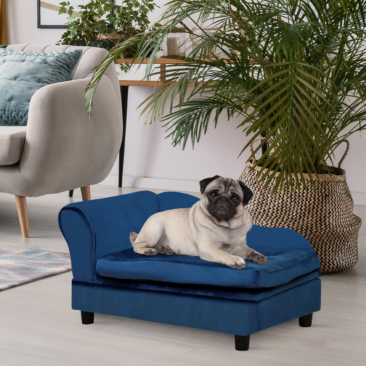Small dog resting on blue sofa beside armchair
